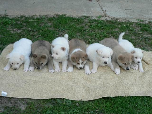 akita inu.jpg