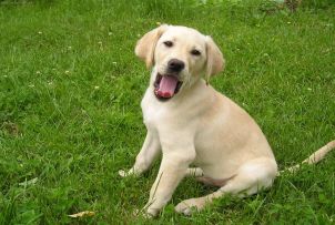 labrador.jpg